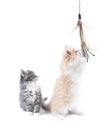 Two cute kittens playing with toy Royalty Free Stock Photo