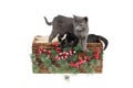 Two cute kittens playing in a wicker basket with Christmas decoration, isolated on white Royalty Free Stock Photo