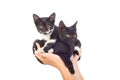 Two cute kittens Royalty Free Stock Photo