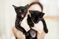 Two black kittens sitting in female hands Royalty Free Stock Photo