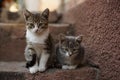 Two cute kittens are sitting on the stone steps outdoor