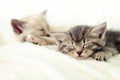 Two cute kittens sleep on white fluffy blanket. Portrait of beautiful fluffy striped tabby kitten. Animal baby cat lies in bed Royalty Free Stock Photo