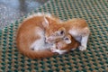 Two Cute Kittens sleeping in the street Royalty Free Stock Photo