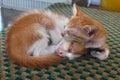 Two Cute Kittens sleeping in the street Royalty Free Stock Photo