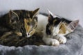 Two cute kittens are sleeping together in a basket Royalty Free Stock Photo