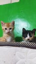 Two cute kittens staring at you