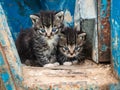 Two cute kittens Royalty Free Stock Photo