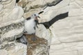 Two Kittiwake chicks , Rissa tridactyla, on their nest on the cliff face. They are calling to the parent birds. Royalty Free Stock Photo