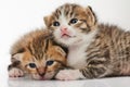 Two cute kitty cats Royalty Free Stock Photo