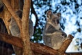 Two cute koalas sitting on a tree branch eucalyptus