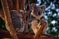 Two cute koalas sitting on a tree branch eucalyptus