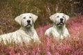 Two cute labrador dog puppies on field with violet flowers Royalty Free Stock Photo