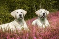 Two cute labrador dog puppies on meadow with purple flowers Royalty Free Stock Photo