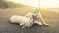 Two cute labrador dog puppies play together while sunset Royalty Free Stock Photo