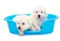 Two labrador puppies on isolated background Royalty Free Stock Photo