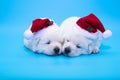 Two cute puppies with christmas hat Royalty Free Stock Photo