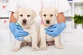 Two cute labrador puppies sitting on the table at the veterinary