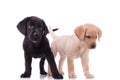 Two cute labradors retrievers on white background Royalty Free Stock Photo