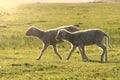 Two cute lamb on the field Royalty Free Stock Photo