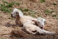 Two cute lambs Royalty Free Stock Photo