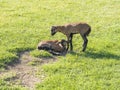 Two cute lambs of Cameroon sheep, Cameroon Dwarf sheep plays on green grass pasture, selective focus. Royalty Free Stock Photo
