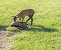 Two cute lambs of Cameroon sheep, Cameroon Dwarf sheep plays on green grass pasture, selective focus. Royalty Free Stock Photo