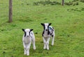 Two cute lambs in a green field Royalty Free Stock Photo