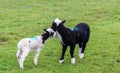 Two cute lambs in a green field Royalty Free Stock Photo