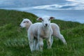 Two cute lambs on the green grass Royalty Free Stock Photo