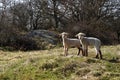 Two cute lambs Royalty Free Stock Photo