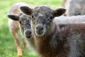 Two cute lambs Royalty Free Stock Photo