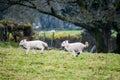 Two cute lambs playing and running Royalty Free Stock Photo