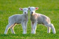 Two cute lambs