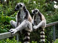 Two cute lemurs sitting symmetrically on a fence.