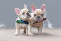 Two cute lilac fawn colored French Bulldog dog puppies wearing bow ties standing together Royalty Free Stock Photo