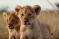 Two cute lion cubs playing in the flat grass of the savannah created with generative AI technology