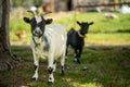 Two cute little black and white goats walking on a farm Royalty Free Stock Photo