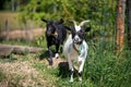 Two cute little black and white goats walking on a farm Royalty Free Stock Photo