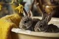 Two cute little bunnies in a bathtub, with a cozy yellow backdrop, easter concept. Royalty Free Stock Photo