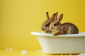Two cute little bunnies in a bathtub, with a cozy yellow backdrop, easter concept. Royalty Free Stock Photo