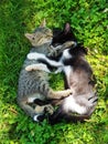 Cute little cat, kittens outdoor, cats playing funny and beautiful Royalty Free Stock Photo