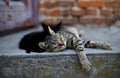 Two cute little cats sleeping Royalty Free Stock Photo