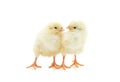 Two cute little chick