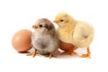 Two cute little chicken with egg on white background Royalty Free Stock Photo