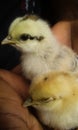 Two cute little chicks in a hand Royalty Free Stock Photo