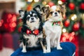 Two cute little chihuahua dogs in bowtie sitting on padded stool