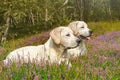 Two cute little dogs on a field with flowers Royalty Free Stock Photo