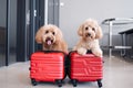 Two cute little dogs are sitting with travel luggage. Generative AI