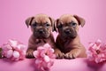 Two cute little dogs in spring flowers. Couple of two puppies in love on valentines day. Royalty Free Stock Photo
