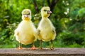 Two cute little domestic goose chicks on a wooden bench Royalty Free Stock Photo